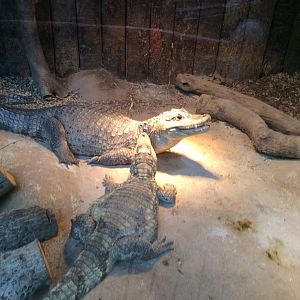 Spectacled caiman 270517