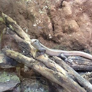 Chioninia spinalis salensis 290517