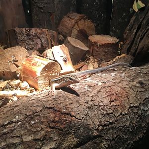 Madagascar girdled lizard 290517