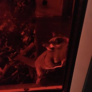 Sugar glider 290517