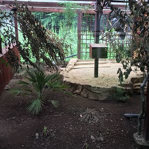 Aviary 250617