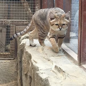 Sand cat 250617