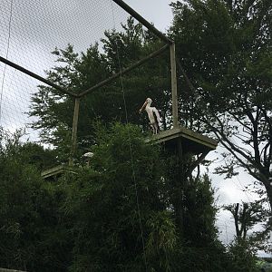 Yellow-billed stork 250617