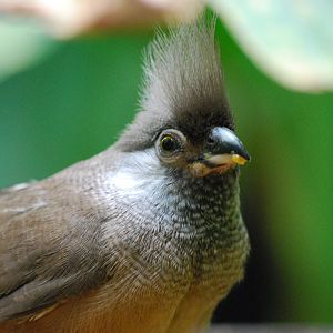Speckled Mousebird (Colius striatus)