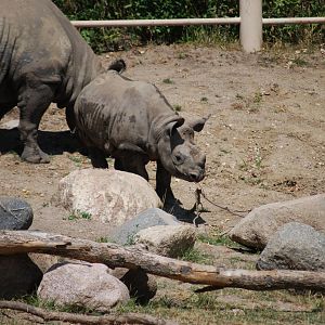 Black Rhinoceros Calf