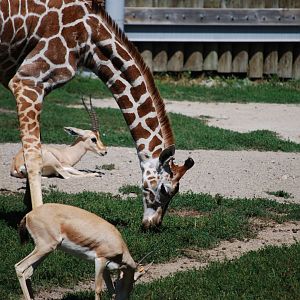 Young Giraffe (With Rhim Gazelle)