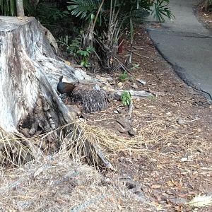 Orange-footed Scrubfowl (Megapodius reinwardt)