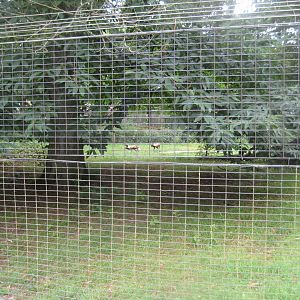 Rostock Zoo - Wild dog exhibit