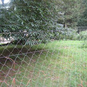 Rostock Zoo - Wild dog exhibit