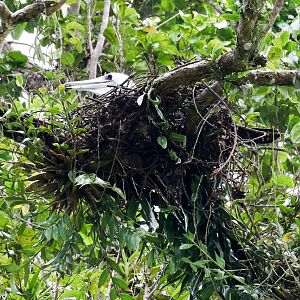Abbott's Booby on nest