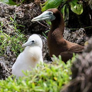 Brown Booby and chick