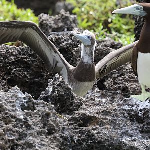 Brown Booby juvenile and adult