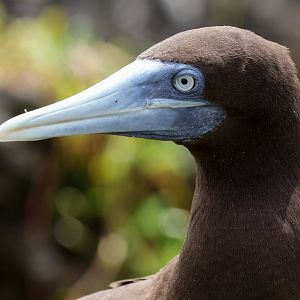 Brown Booby