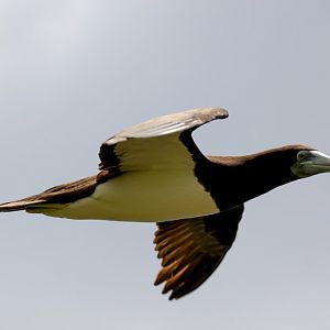 Brown Booby