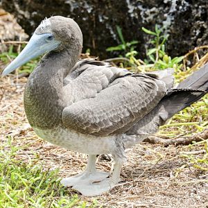 Brown Booby Juvenile