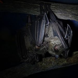 Artibeus jamaicensis