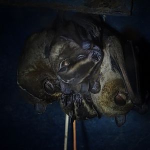 Platyrrhinus vittatus (+ Artibeus sp)