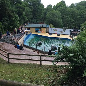 California sea-lion pool 300617