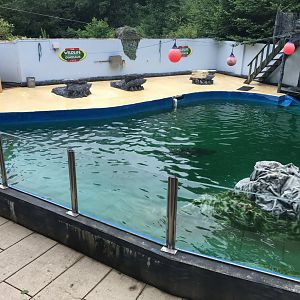 California sea-lion pool 300617