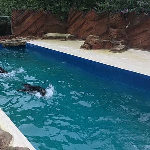 California sea-lions 300617