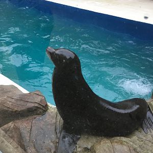 California sea-lion 300617