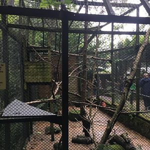 Primate enclosure 300617
