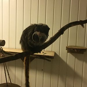 Emperor tamarin 300617