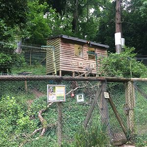 Ring-tailed lemur enclosure 300617