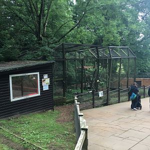 Red ruffed lemur enclosure 300617