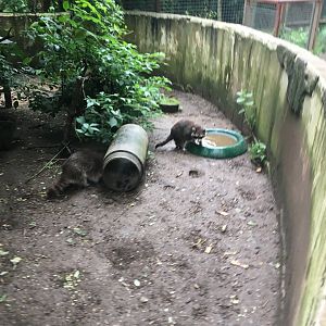 Northern raccoons 300617