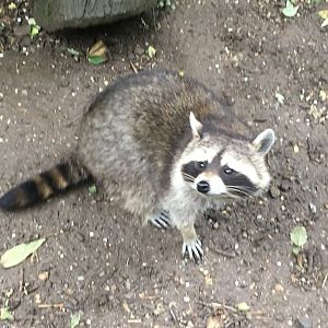 Northern raccoon 300617