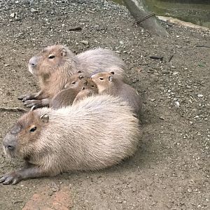 Capybaras 300617