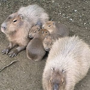 Capybaras 300617