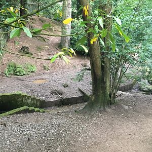 Capybara enclosure 300617
