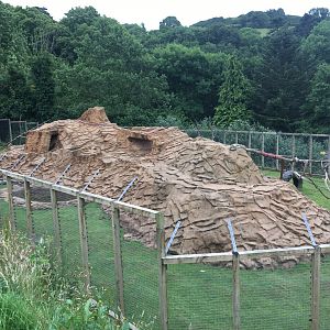 Hamadryas baboon enclosure 300617