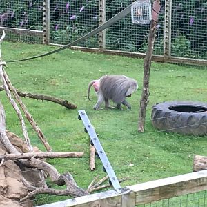 Hamadryas baboon 300617