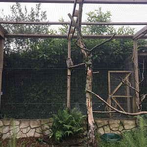 Great grey owl 300617