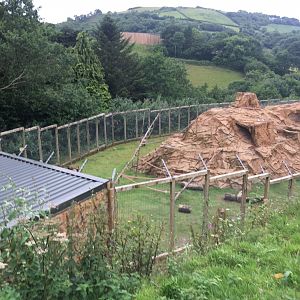 Hamadryas baboon enclosure 300617