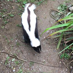Striped skunk 300617