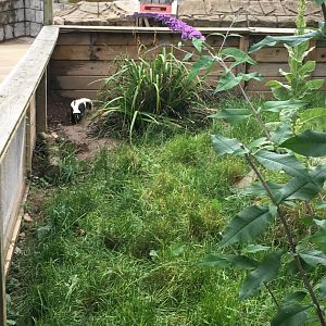 Skunk enclosure 300617