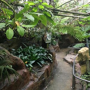 Tropical House 300617