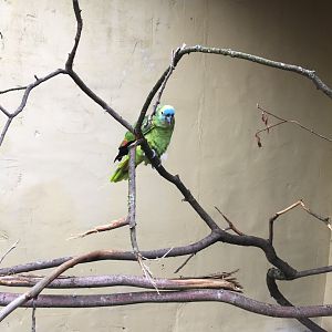 Blue-fronted Amazon 300617