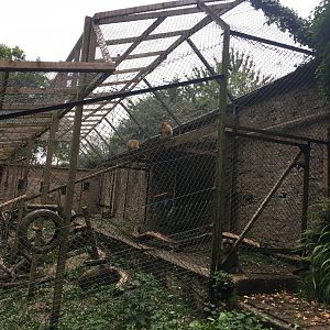 Barbary macaque enclosure 300617