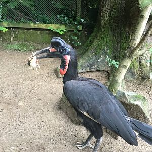 Abyssinian ground hornbill 300617