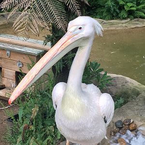 Great white pelican 300617