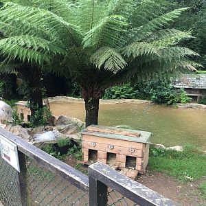 Pelican and penguin enclosure 300617
