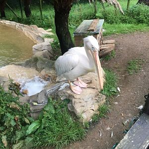 Great white pelican 300617