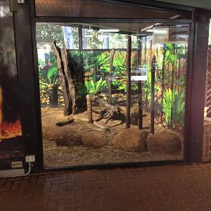 King Brown Snake enclosure