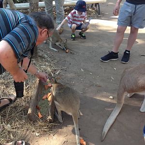 9:40 am Woodland Wallaby Walk public feeding