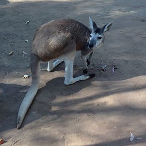Antilopine Wallaroo (Macropus antilopinus)
